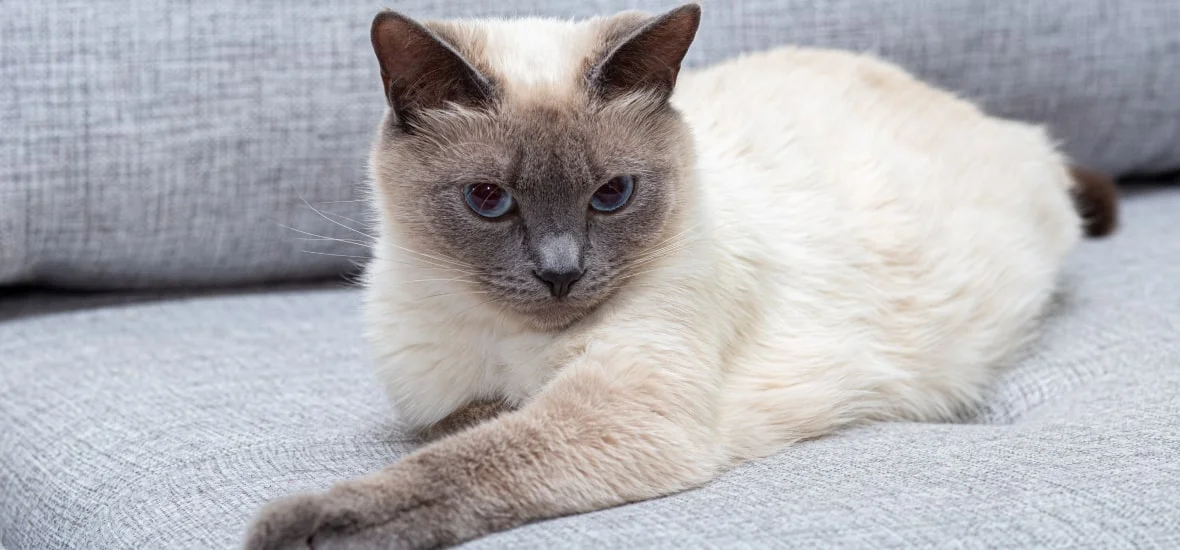 Содержание кошки