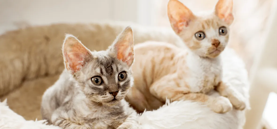 Котята корниш-рекса