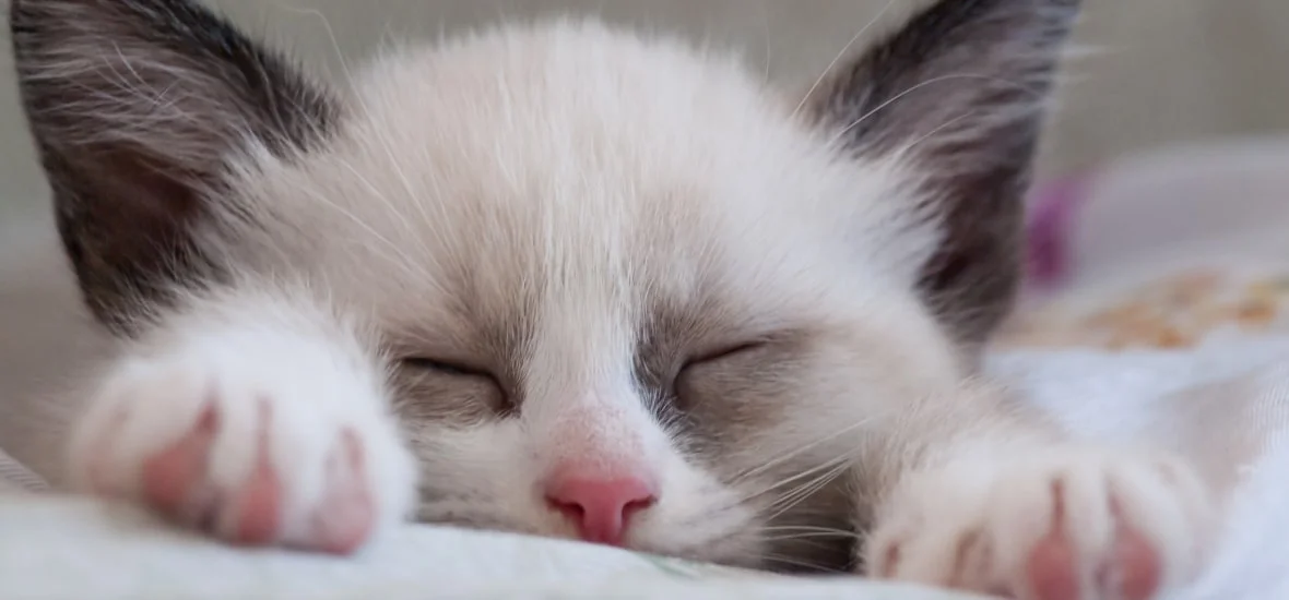 Адаптация котенка в доме