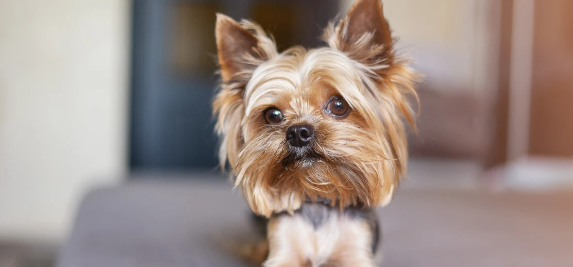 Причины сахарного диабета