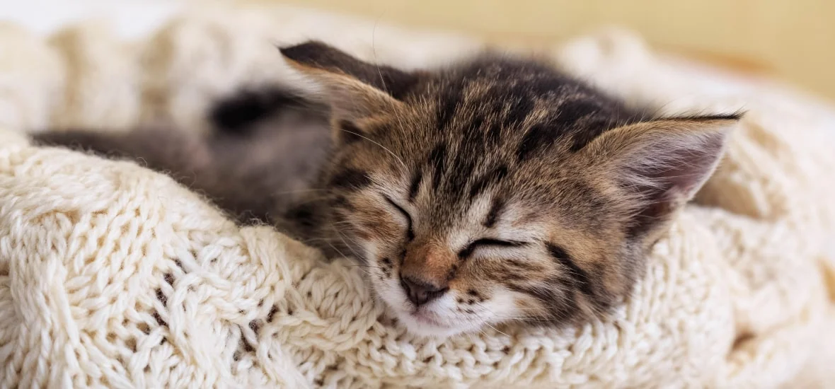 Пространство для сна