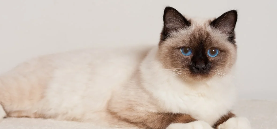 Бирманская кошка
