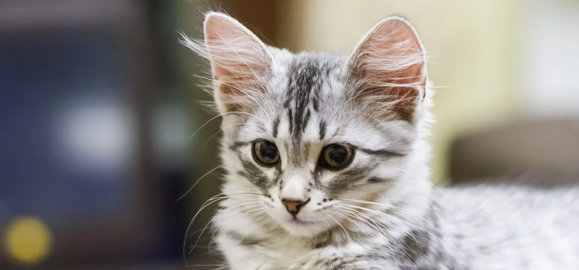 Приучение котенка к лотку