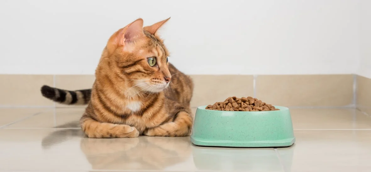 Правильное питание для здоровья шерсти