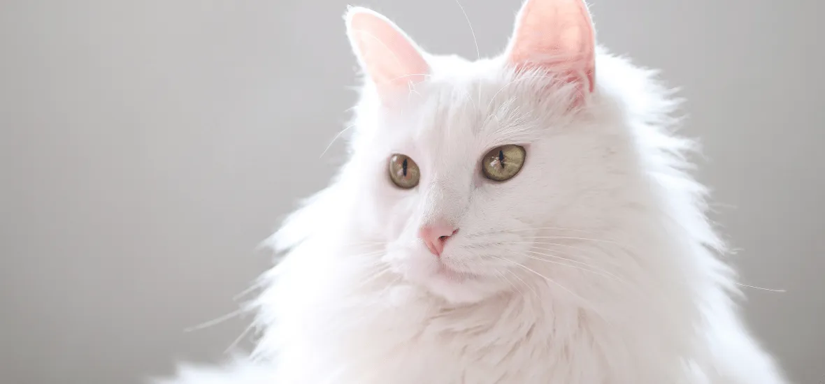 Здоровье турецкой ангоры