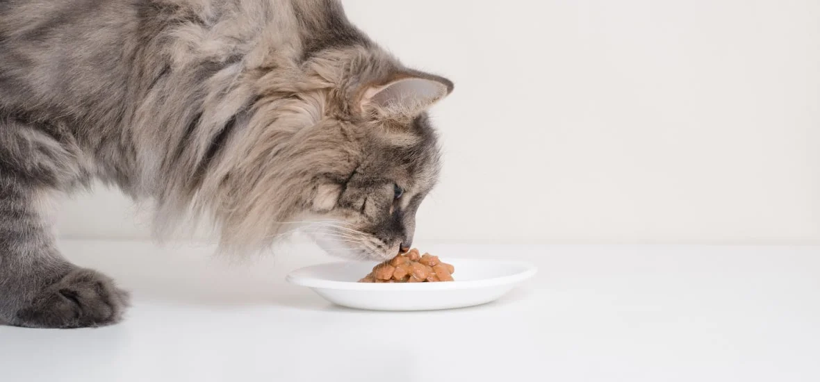 Правильное кормление кошки