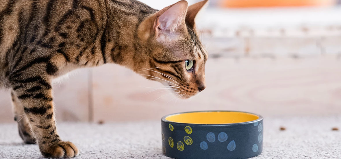 Водный режим для набора веса кошки