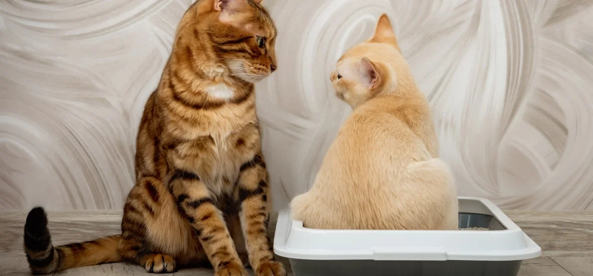 ЗЖивотные в доме