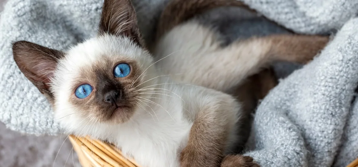 Как правильно закапывать лекарство?