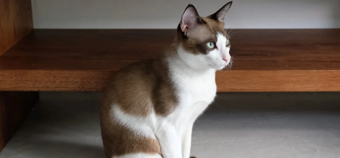 Физиологические и возрастные особенности кошки