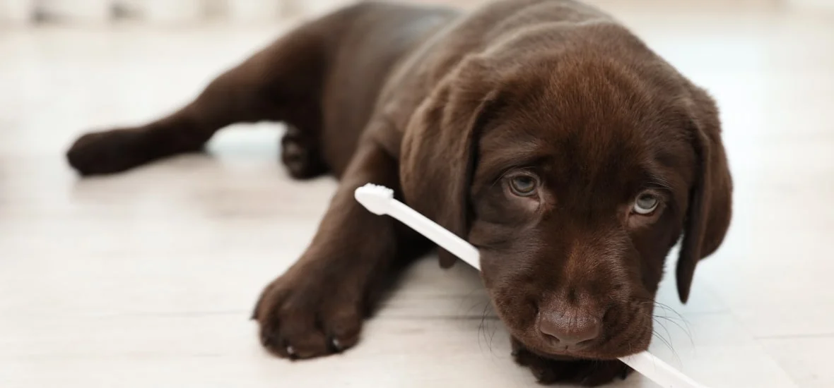 Средства для чистки зубов