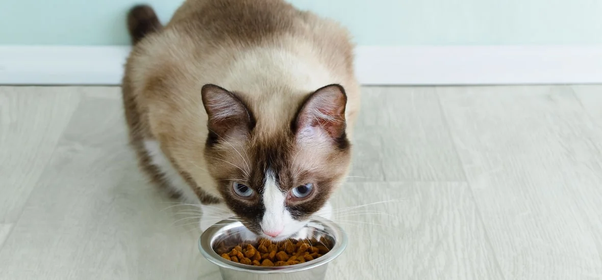 Рацион для кошки