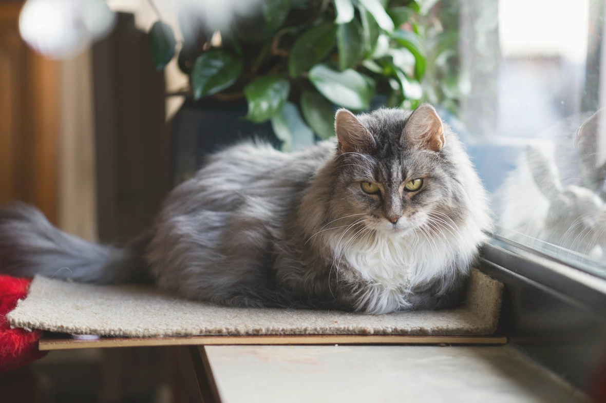 Характер норвежской лесной кошки