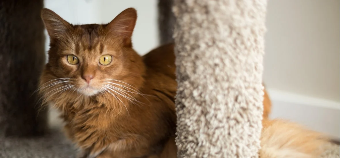 Причины отказа ходить в лоток