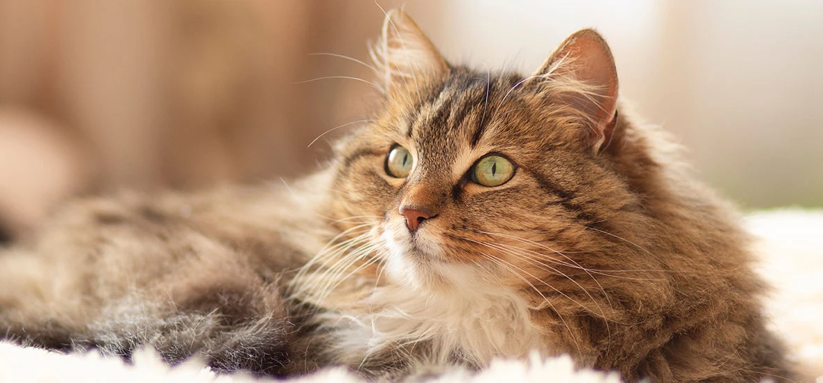 Лечение эпилепсии у кошек