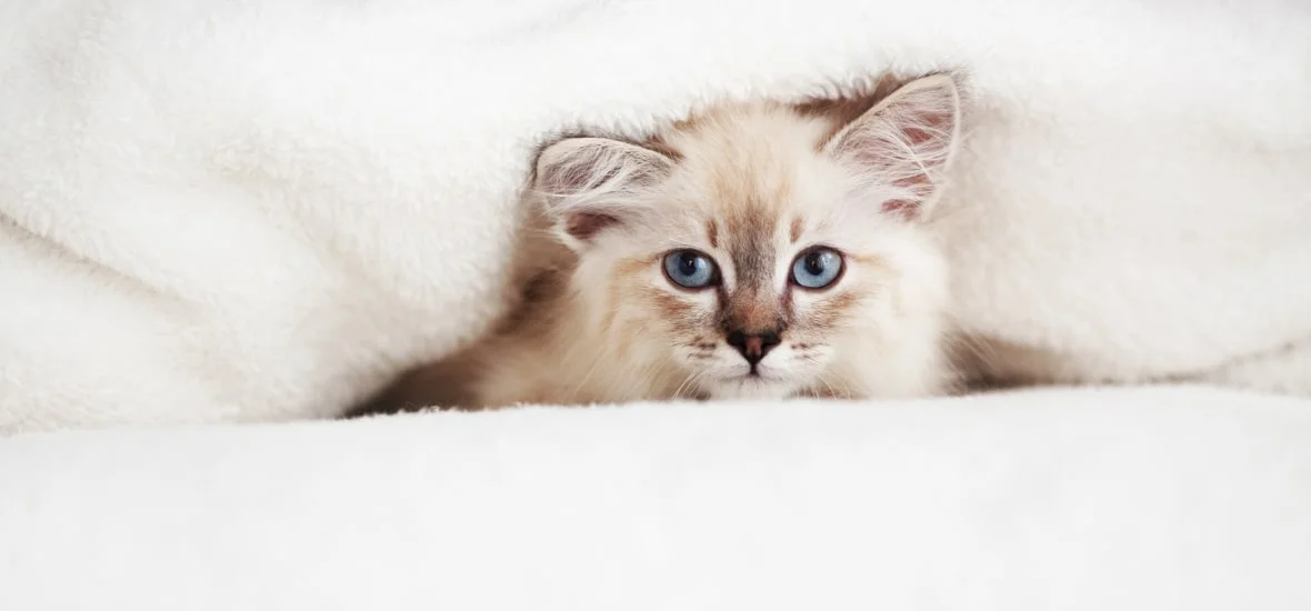 Лечение глаз у котенка