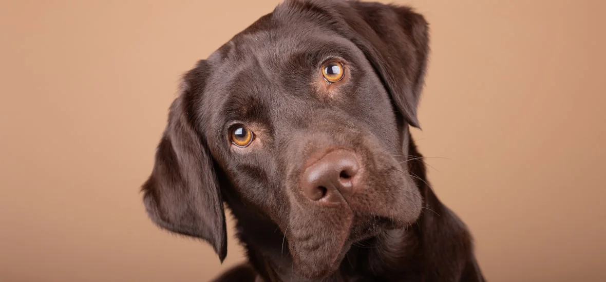 Угол зрения собаки