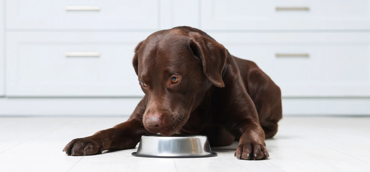 Жажда у собаки