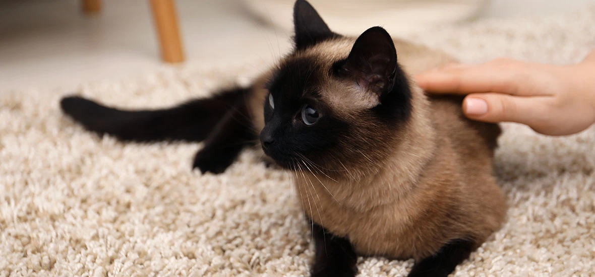 Фиксация приступа у кошки