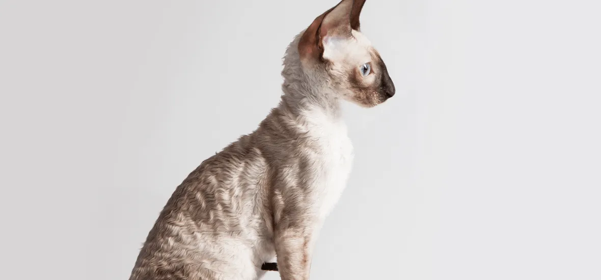 Внешность корниш-рекса