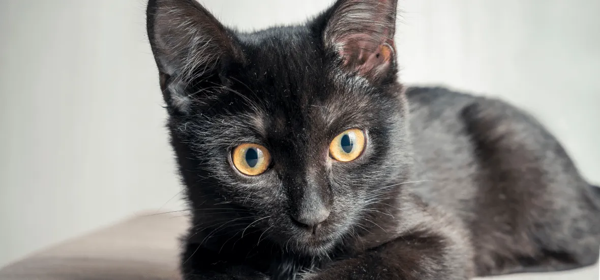 Мистические и фантастические имена для котенка