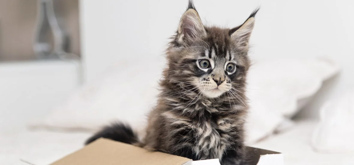 Адаптация котенка в доме