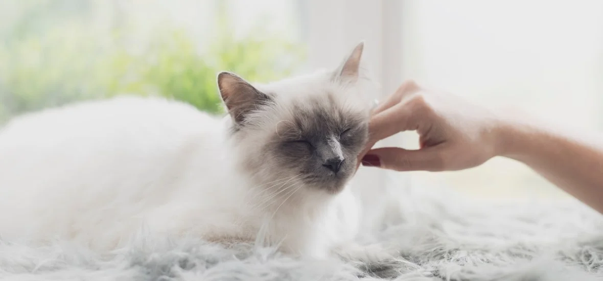 Характер бирманской кошки