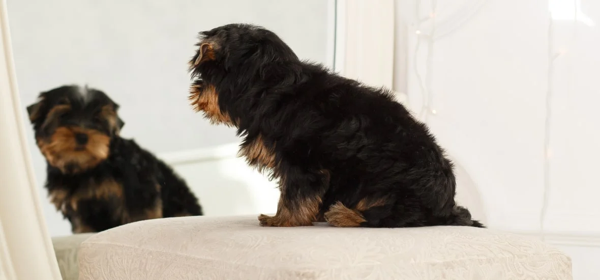 Узнают ли собаки себя в зеркале?