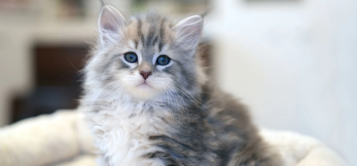 Физиологическая потребность котенка