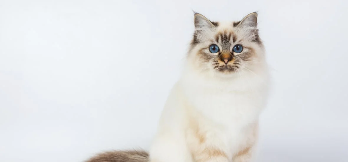 Внешность бирманской кошки