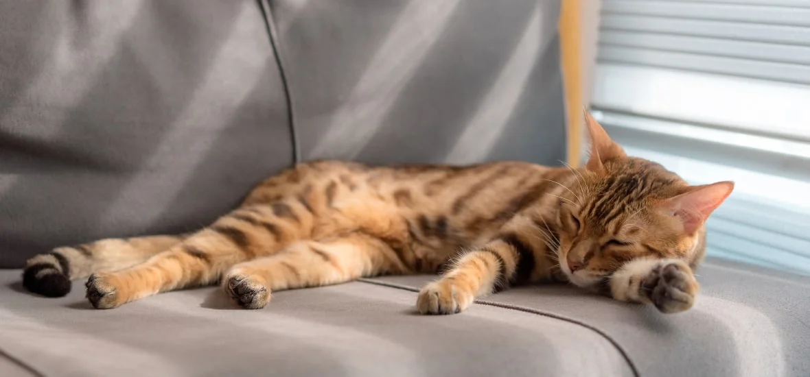 Дрожание во сне