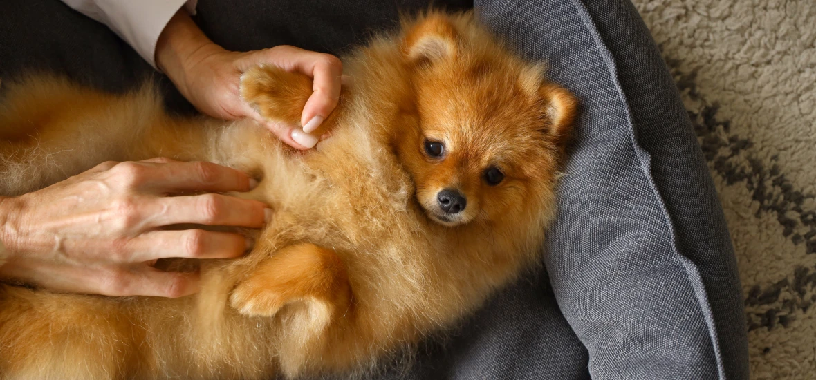 Сахарный диабет у собак