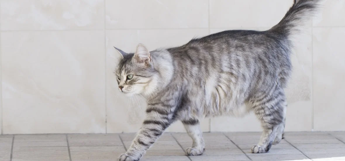 Витамины для шерсти кошки