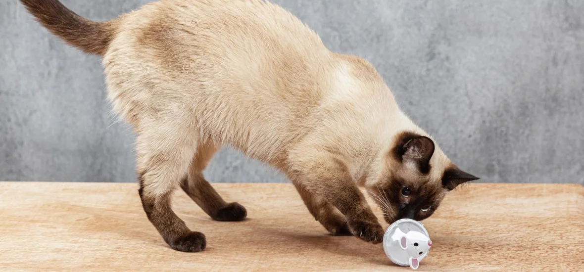 Витамины для кошки