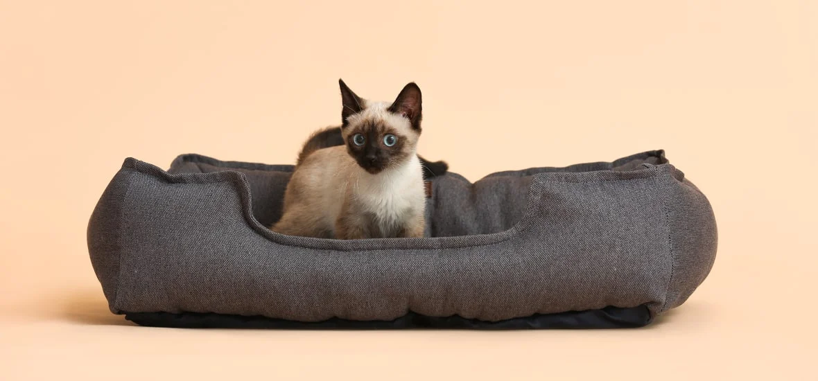 Необходимые предметы для котенка