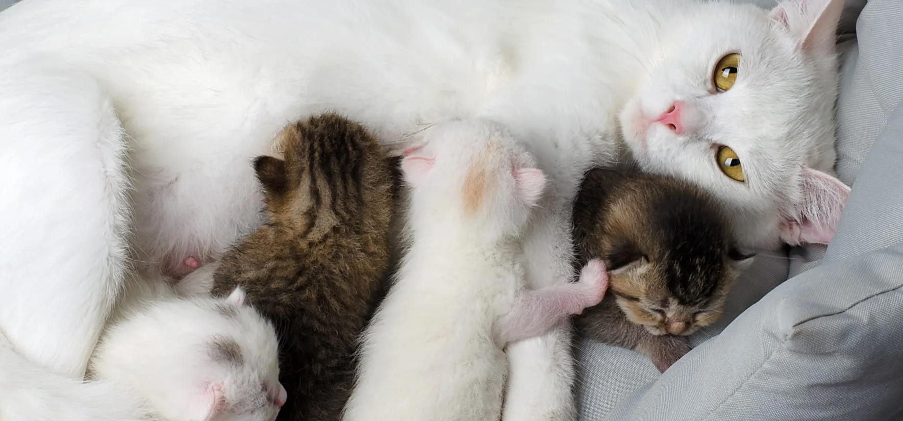 Новорожденные котята