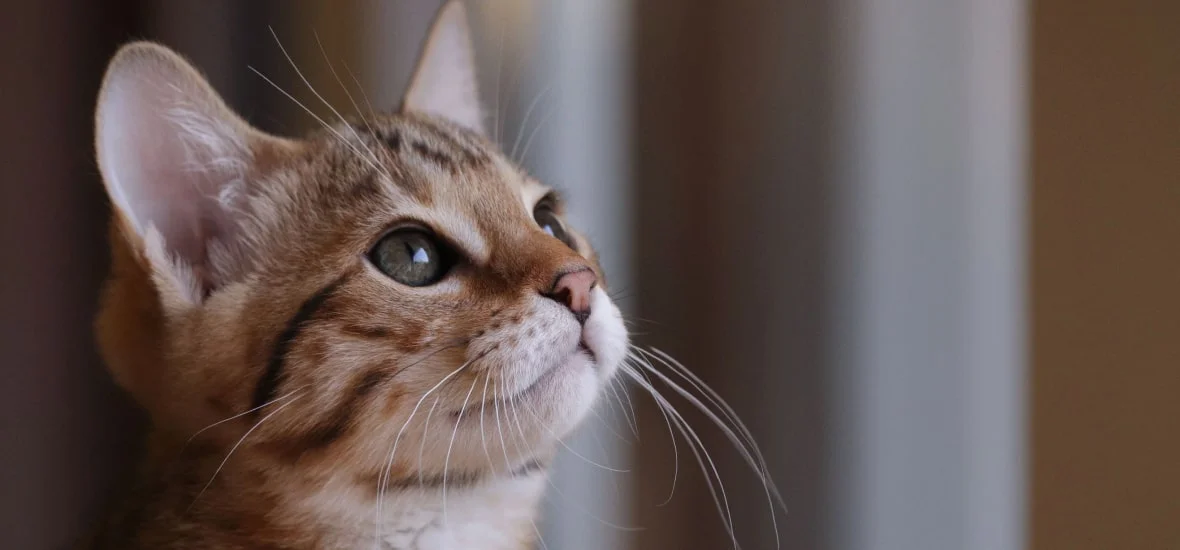 Особенности породной предрасположенности