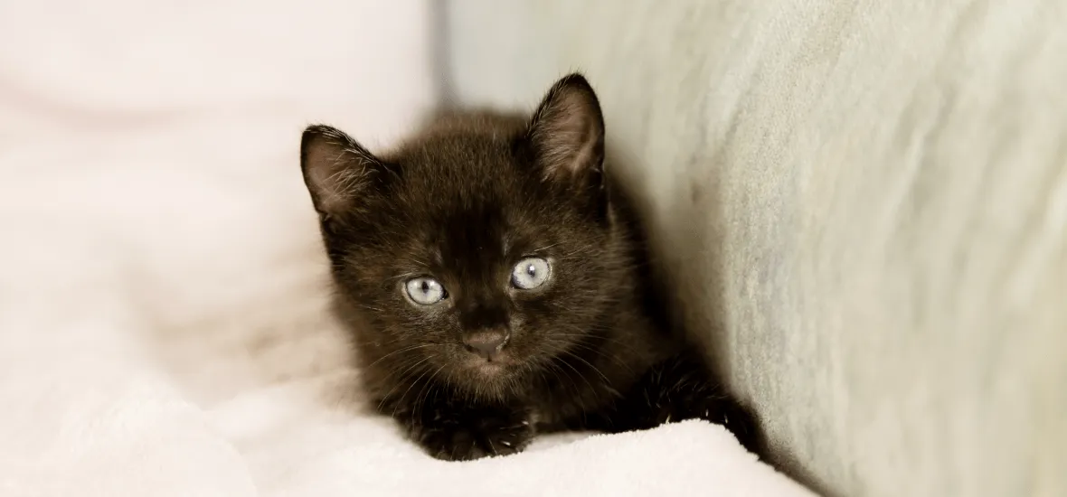 Иностранные клички для котенка