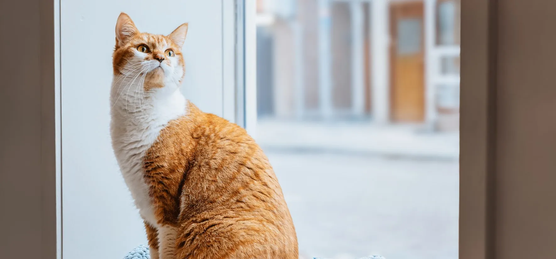 Сколько живут кошки в домашних условия?