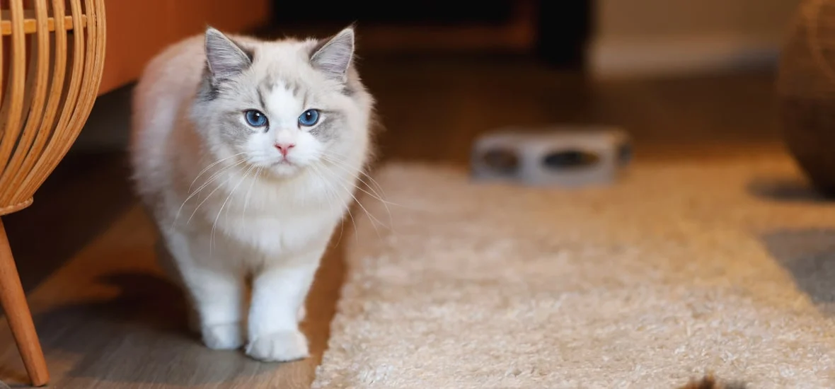 Кошка игнорирует лоток