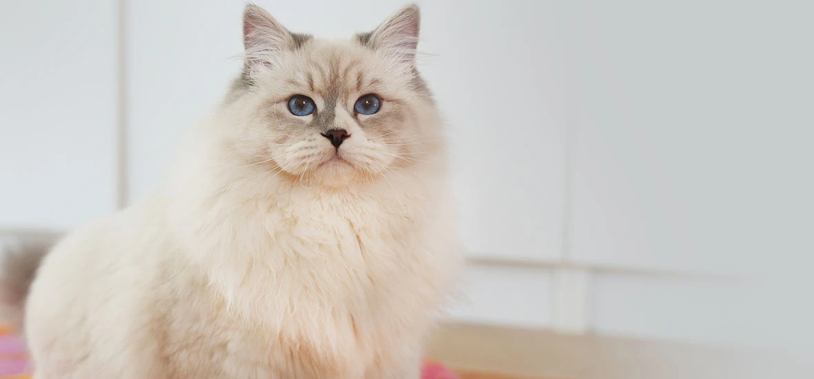 Перекармливание кошки