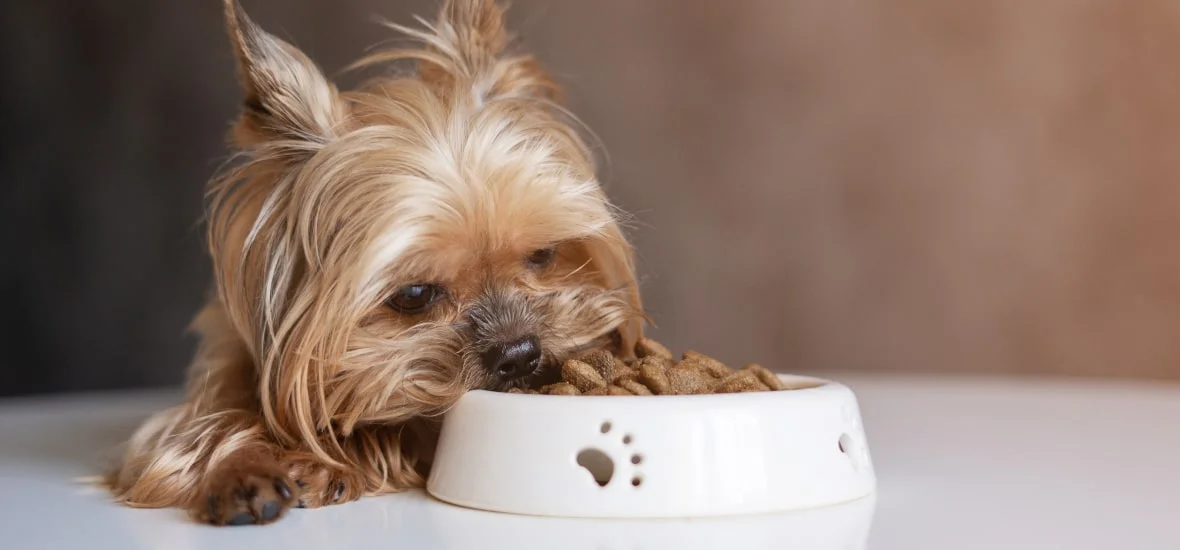 Правильное питание собаки