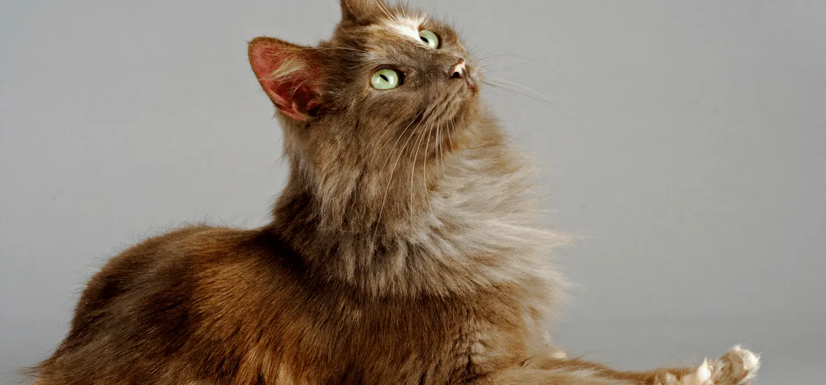 Фото турецкой ангоры