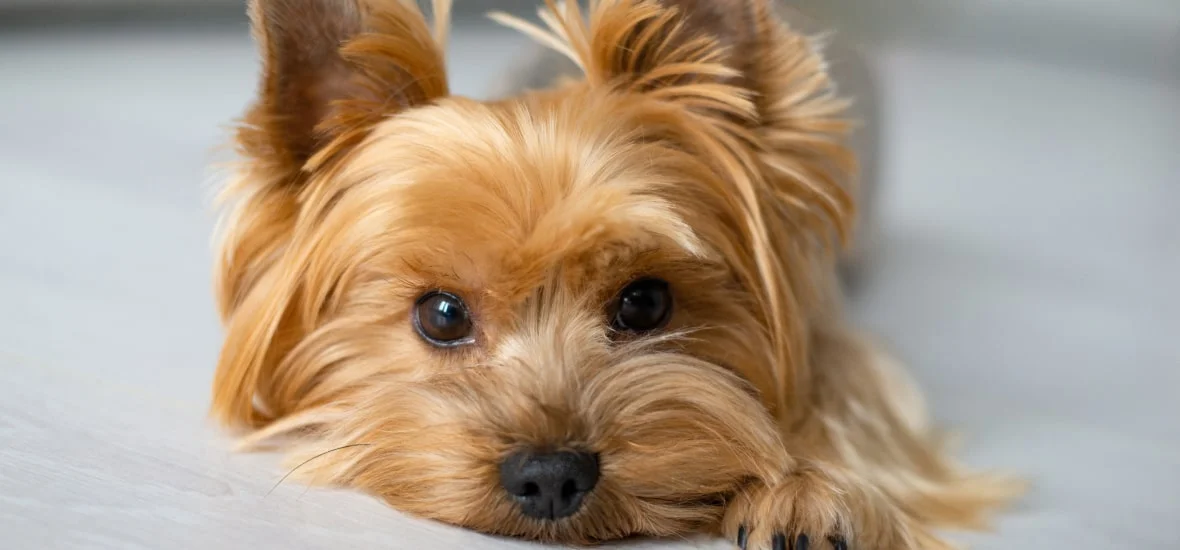 Строение глаз у собак