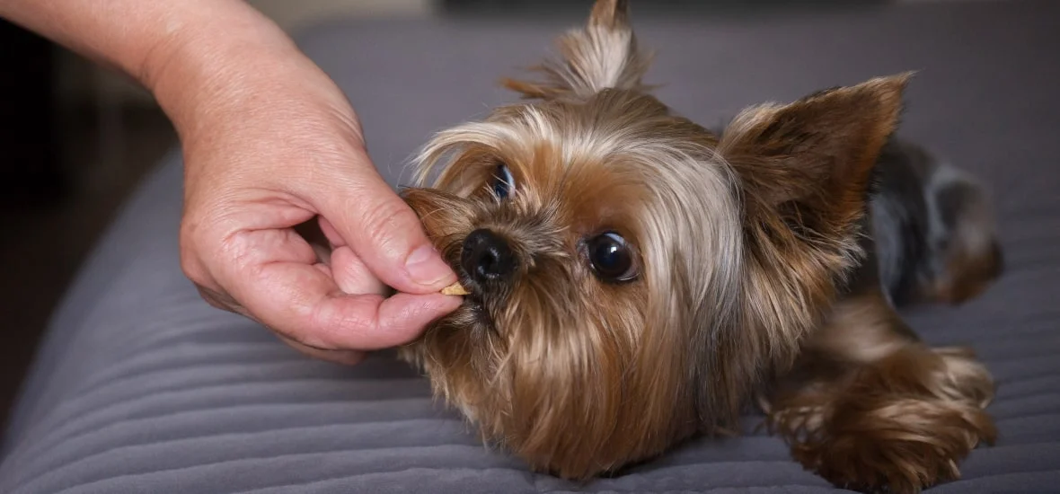 Способы дать таблетку