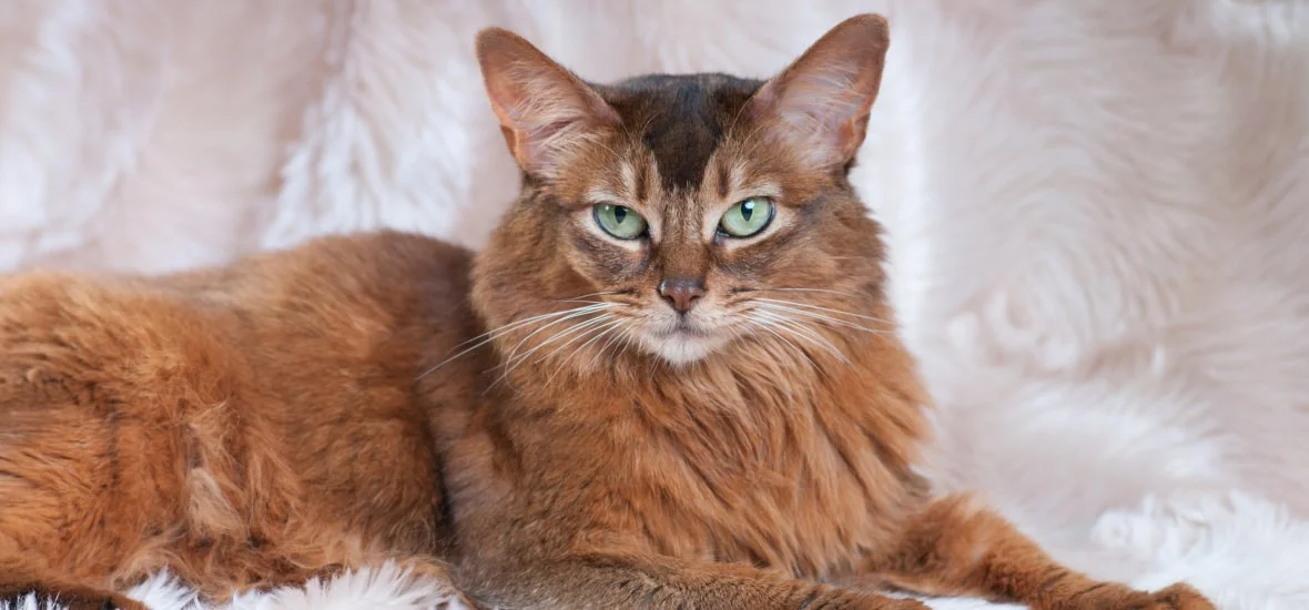 Можно ли обойтись без добавок?