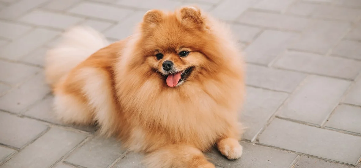 Зачем чистить зубы собаке?