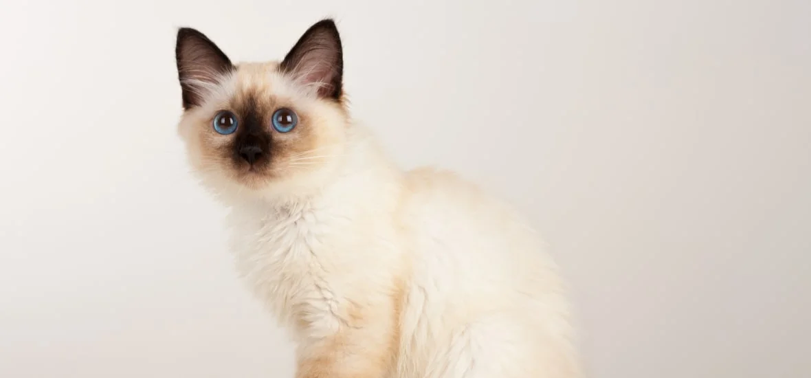 Питание бирманской кошки