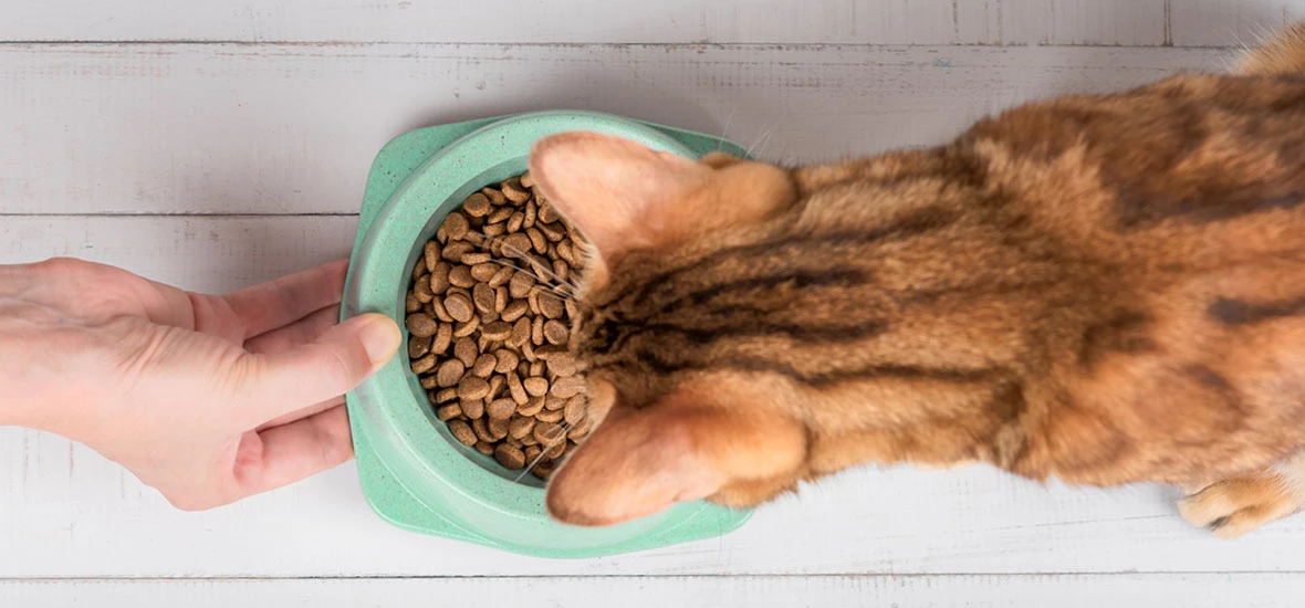 Кормление кошки при эпилепсии