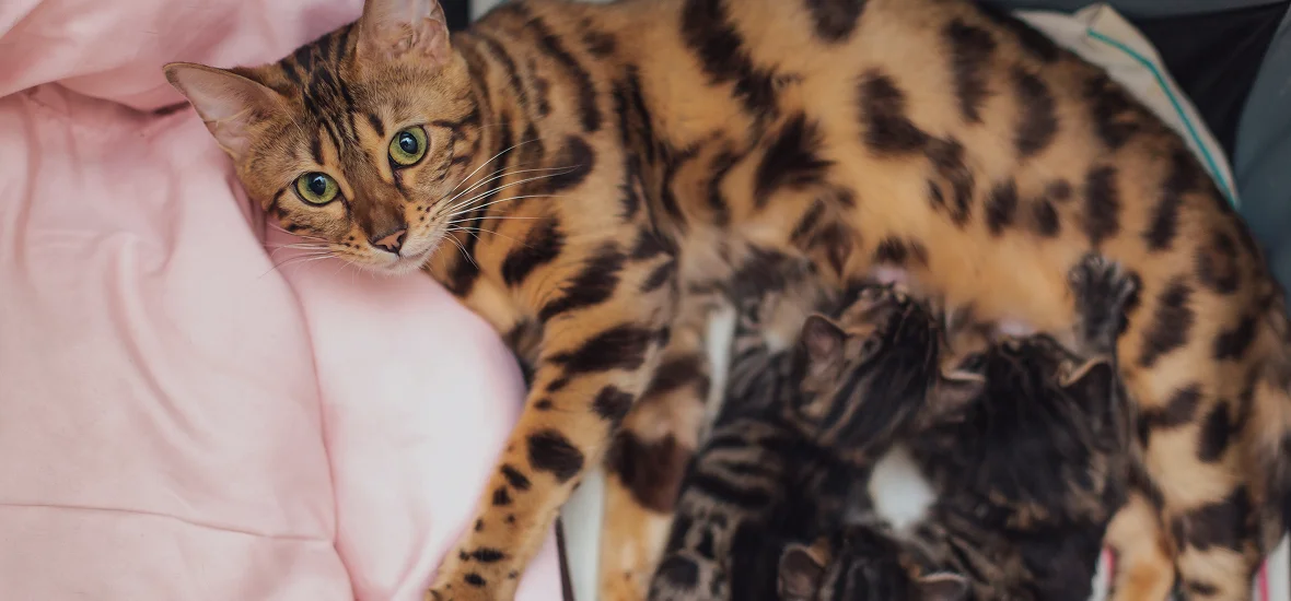 Рацион кормящей кошки